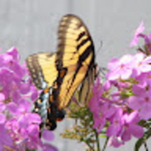 Meet your Posher, Terry